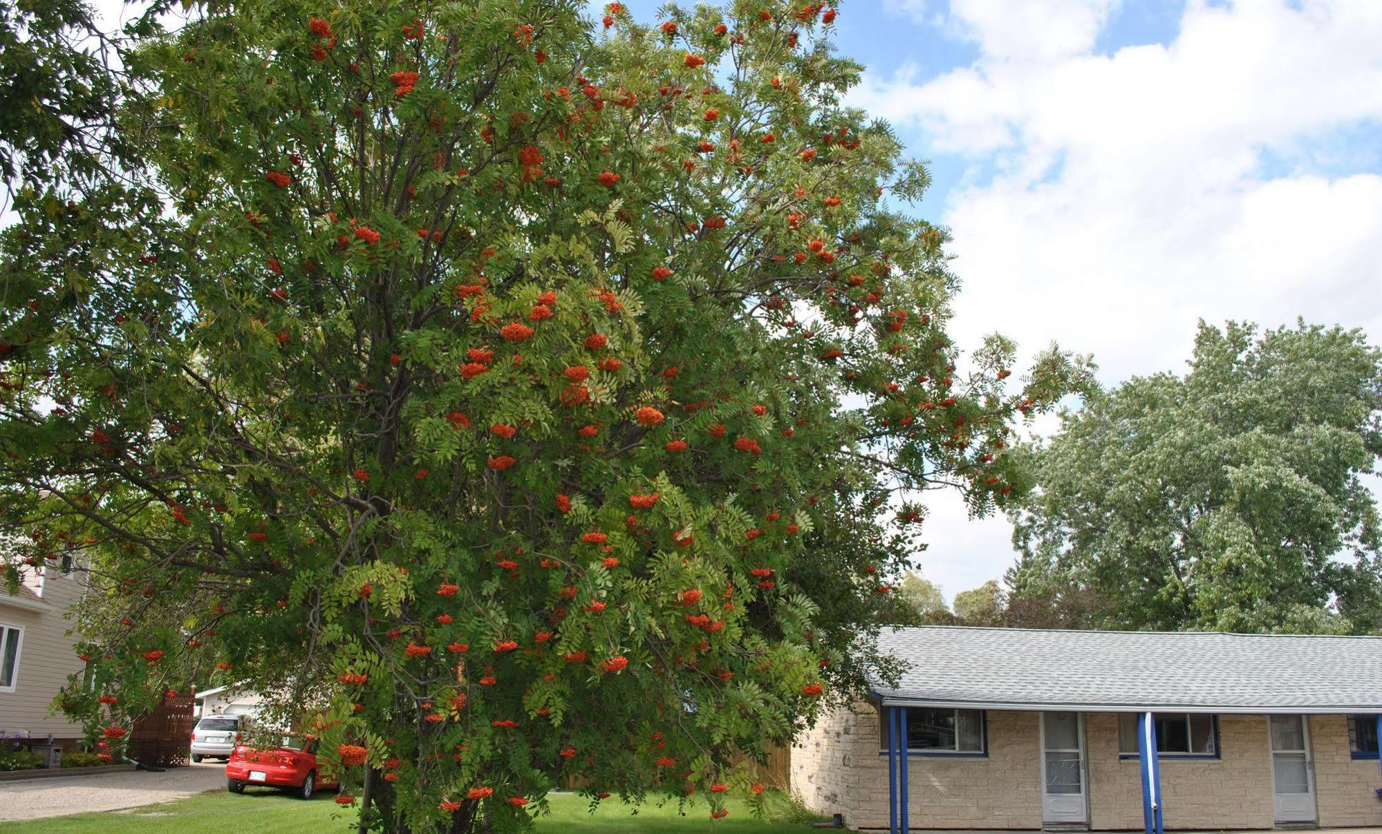 Neepawa Motel ภายนอก รูปภาพ